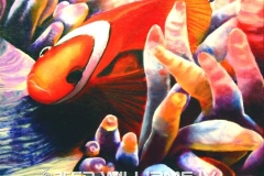 clown fish